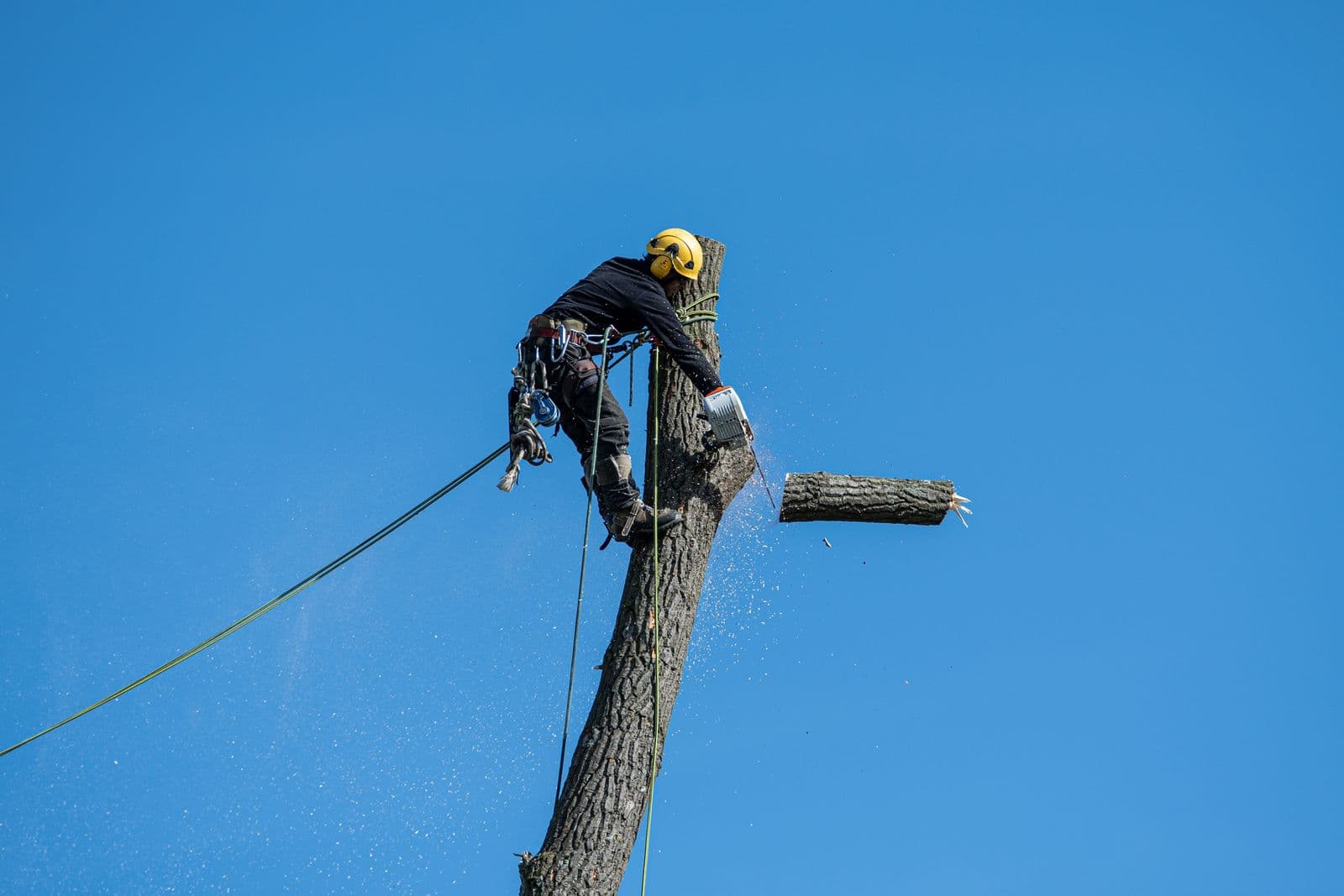 Élagueur-grimpeur en intervention sur un arbre à Pau